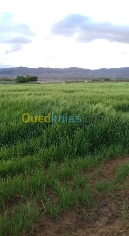 Vente Terrain Agricole Khenchela Tamza