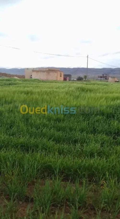 Vente Terrain Agricole Khenchela Tamza