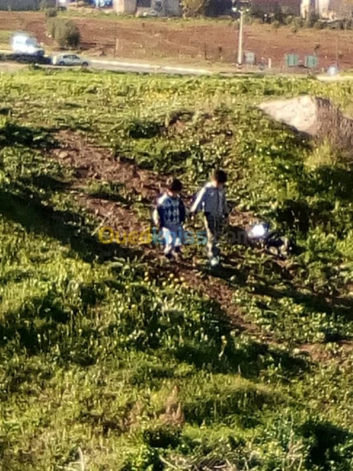 Vente Terrain Ain temouchent Hammam bouhadjar