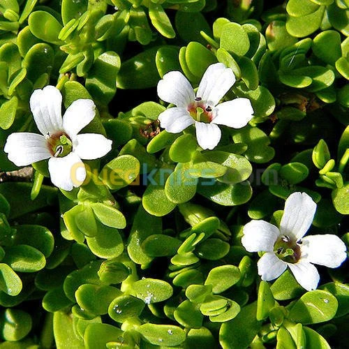 BRAHMI (Bacopa Monnieri)  باكوبا مونيري -البراهمي