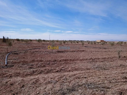 Vente Terrain Agricole Naama Ain ben khelil