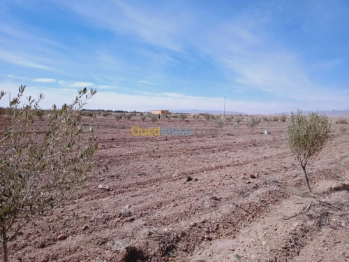 Vente Terrain Agricole Naama Ain ben khelil