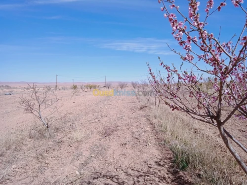 Vente Terrain Agricole Naama Ain ben khelil