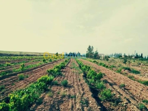 Vente Terrain Agricole Naama Ain ben khelil