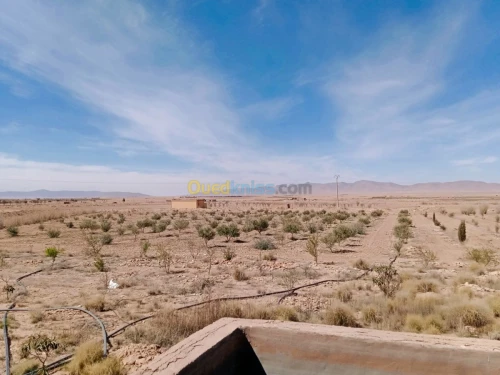 Vente Terrain Agricole Naama Ain ben khelil