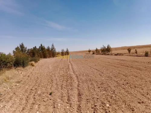 Vente Terrain Agricole Naama Ain ben khelil