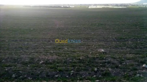 Vente Terrain Setif Bir haddada