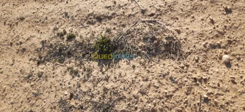 Vente Terrain Agricole Batna Lemsane