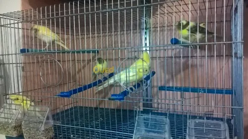 canari