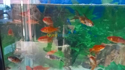 ROYAUME DES ANIMEAUX