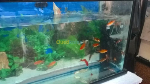 ROYAUME DES ANIMEAUX