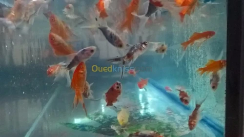 ROYAUME DES ANIMEAUX