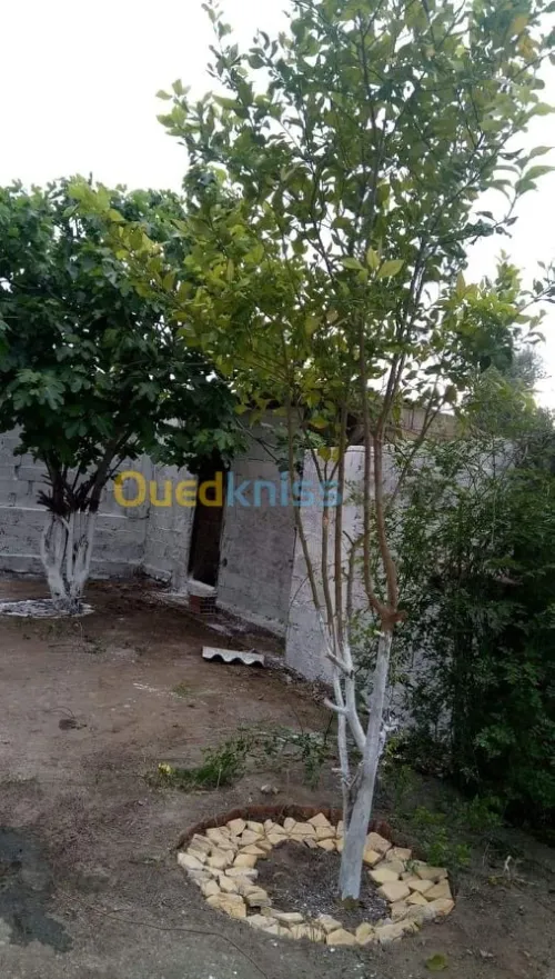 Vente Villa El taref Ben mehdi