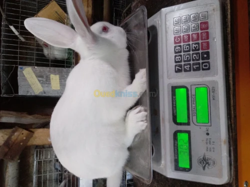Peau de lapins