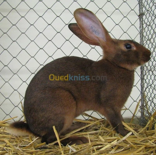 Peau de lapins
