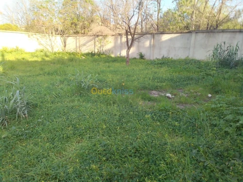 Vente Terrain Blida Larbaa