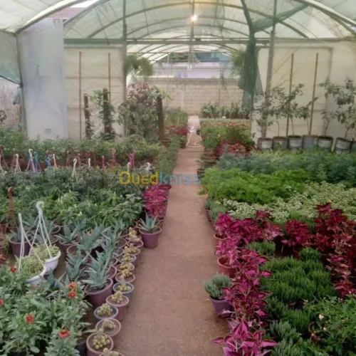 Green gold // jardinage