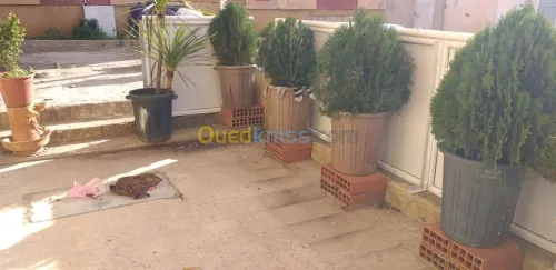 Vente Studio Alger Cheraga