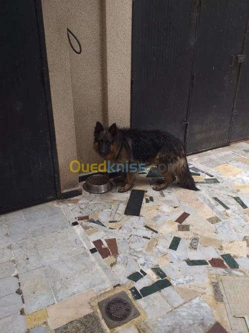 deux bergers allemands male/femelle