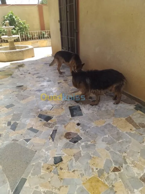 deux bergers allemands male/femelle