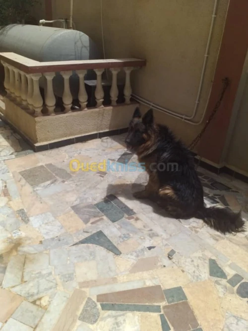 deux bergers allemands male/femelle