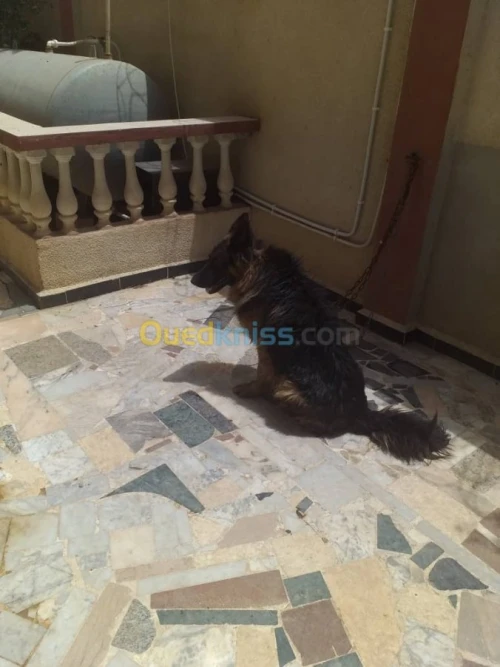 deux bergers allemands male/femelle