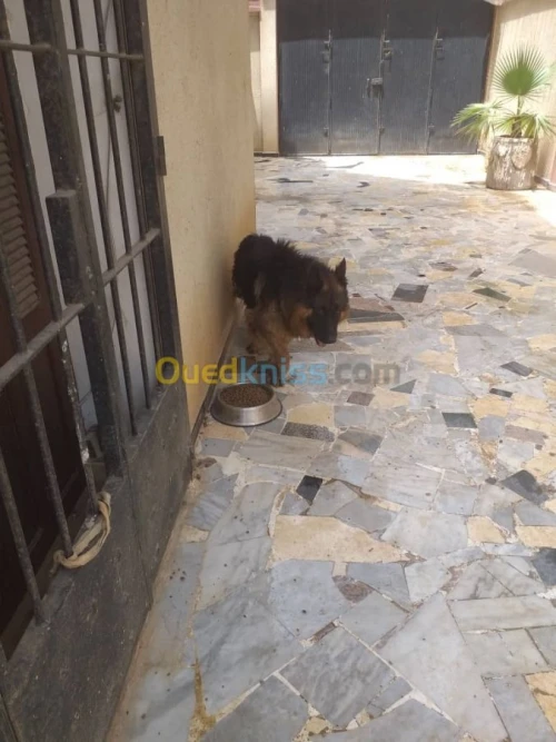 deux bergers allemands male/femelle