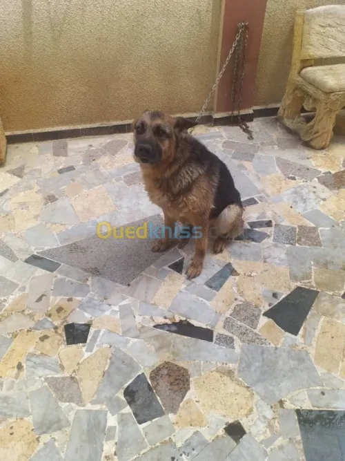 deux bergers allemands male/femelle