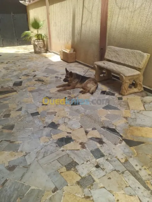 deux bergers allemands male/femelle