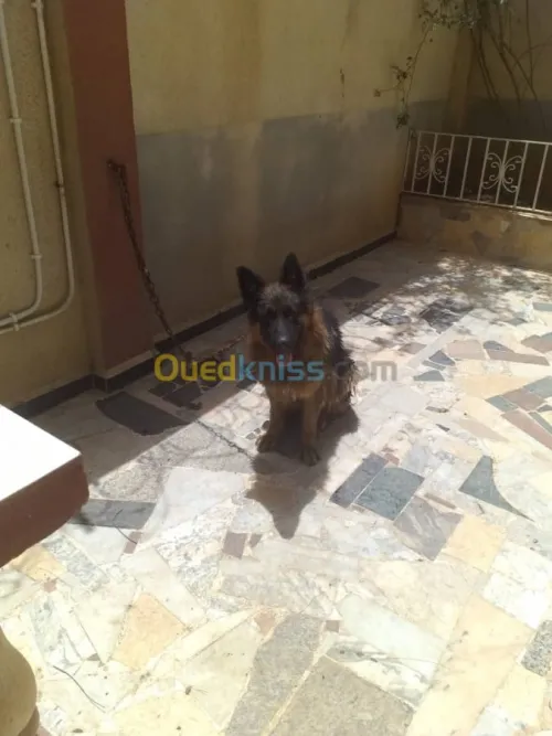 deux bergers allemands male/femelle