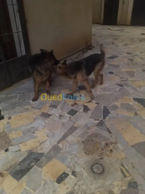deux bergers allemands male/femelle