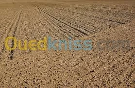 Vente Terrain Djelfa Hassi fedoul