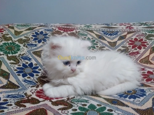Persan  chinchilla