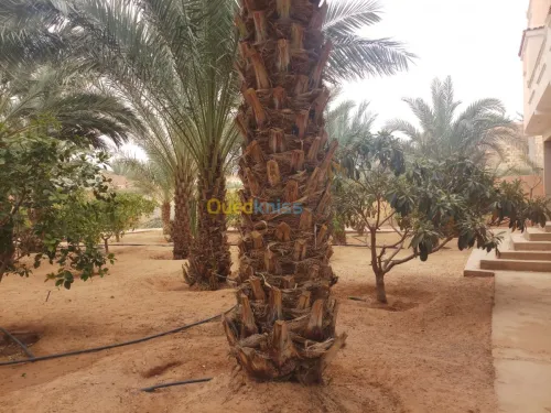 Vente Villa Ghardaia Dhayet bendhahoua