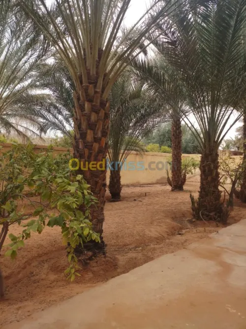 Vente Villa Ghardaia Dhayet bendhahoua