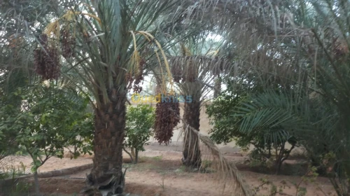 Vente Villa Ghardaia Dhayet bendhahoua