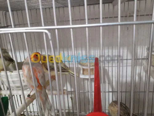Canaris et chardonneret