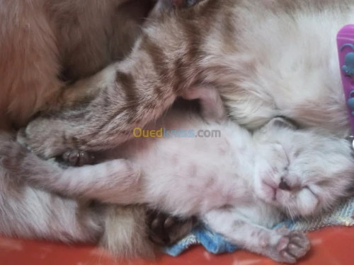 chat siamois tankinois  Thaïlander