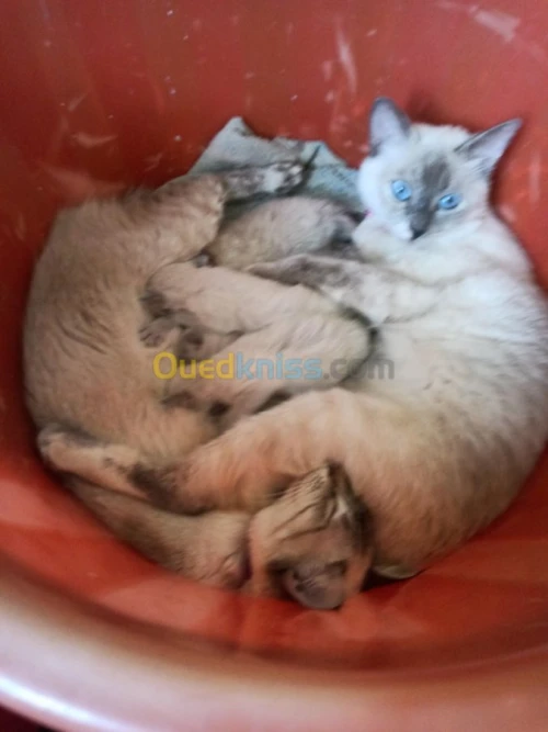chat siamois tankinois  Thaïlander