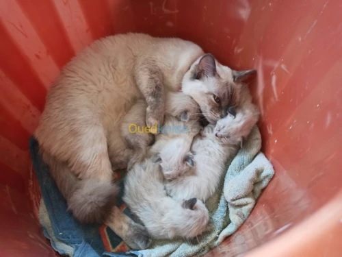 chat siamois tankinois  Thaïlander