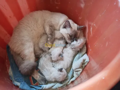 chat siamois tankinois  Thaïlander