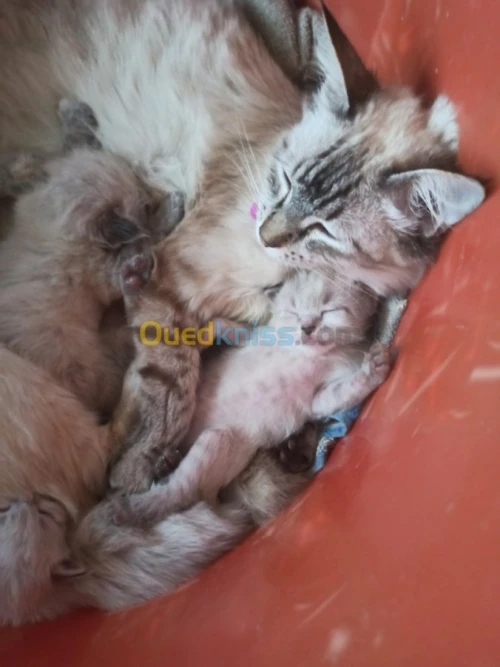 chat siamois tankinois  Thaïlander