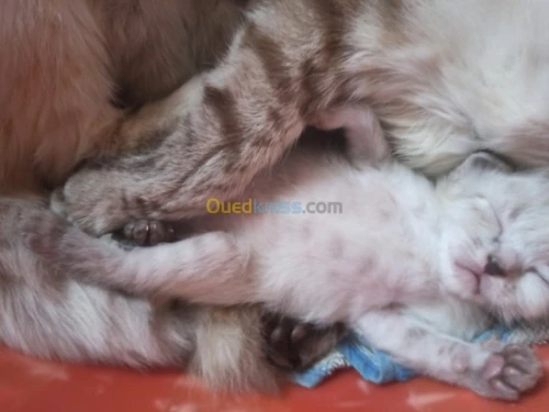 chat siamois tankinois  Thaïlander