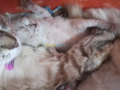 chat siamois tankinois  Thaïlander