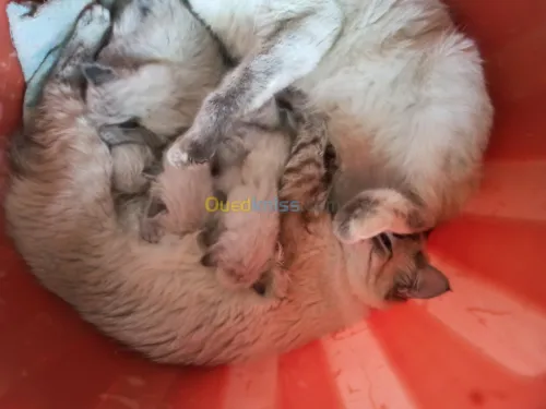 chat siamois tankinois  Thaïlander