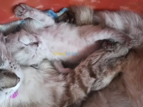 chat siamois tankinois  Thaïlander