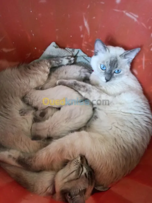 chat siamois tankinois  Thaïlander
