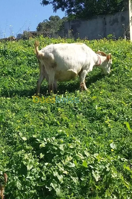 Chèvre 