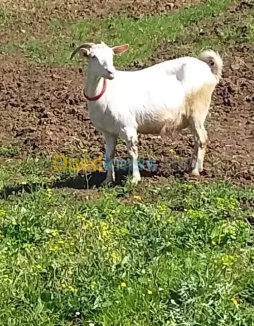 Chèvre 