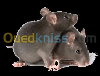 La Désinfection  en 3D